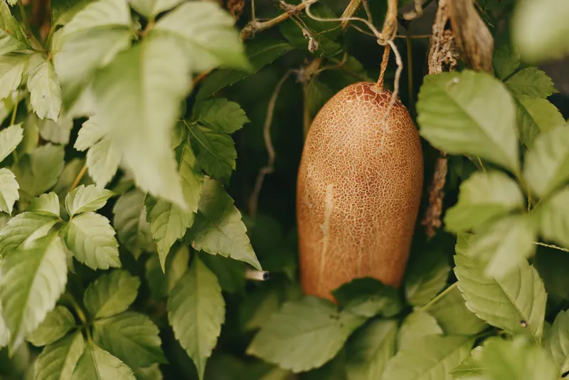 Dried gourd vine fruit surrounded by green leaves in a garden still life, textured skin and autumn harvest mood, tropical outdoor vibe, organic produce for lifestyle photography.