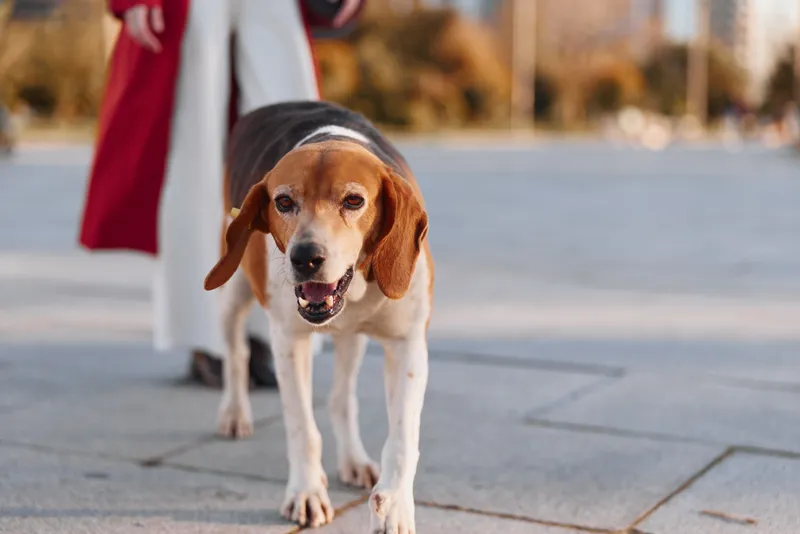 Beagle dog walking on pavement with person in background wearing red coat and white trousers. Outdoor urban setting with autumn colors and soft daylight.
