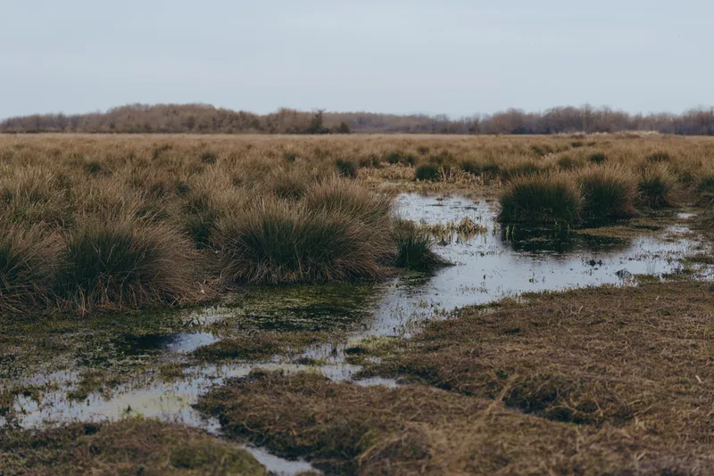 Landscape marsh wetland scene with shallow water channels, brown reeds and wet grass, rural outdoors nature scenery in season, soft quiet calm lifestyle concept for travel and ecology