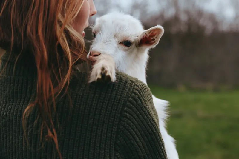 Goat kid rests against a smiling woman outdoors, gentle moment in soft light, warm knit sweater, rustic field backdrop, candid lifestyle scene, natural colors, peaceful companionship, countryside