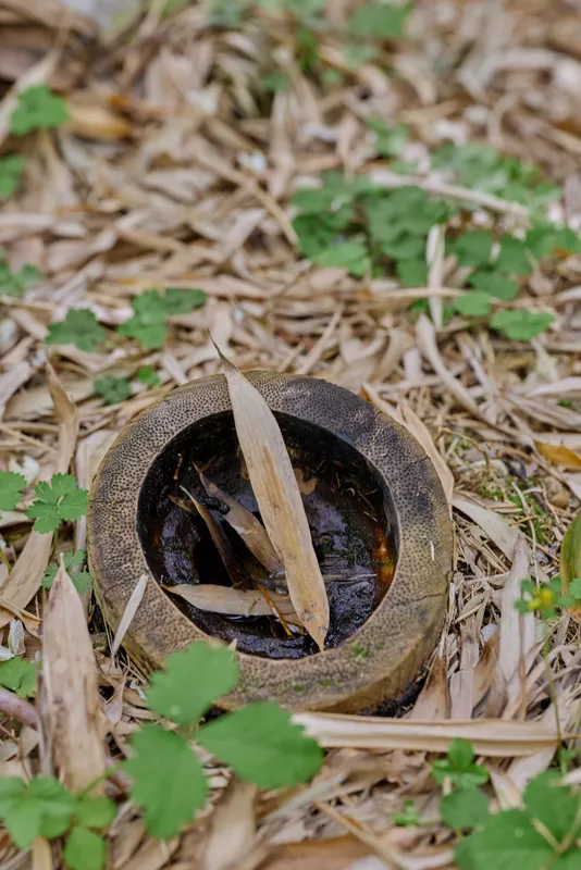 Bamboo stump hollow filled with rainwater and fallen leaves on a forest ground, closeup of natural debris, moss and small green plants among dried bamboo sheaths and stems.
