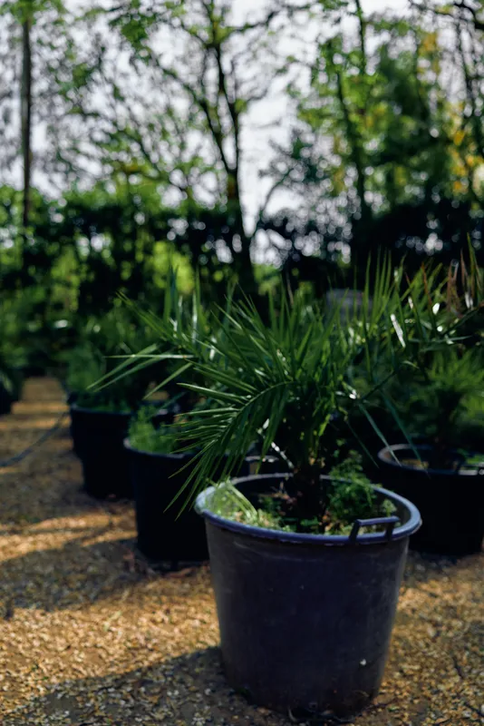 Potted plant in a nursery setting, black plastic pot on gravel pathway, green foliage and young palm-like leaves, outdoor garden center with rows of container plants.