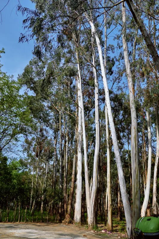 Eucalyptus trees forest nature bark sky in a tall woodland grove with white trunks and sparse canopy, sunlight filtering through leaves, dirt path and green undergrowth at ground level