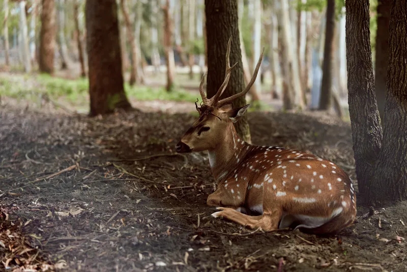 Deer stag resting in forest under trees, wildlife scene with antlers and spotted brown dappled coat, peaceful animal lying on leaf litter in natural habitat with soft light