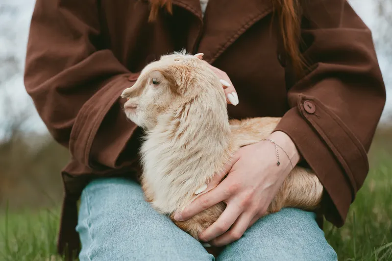 Goat, kid, lifestyle, animal, comfort, interaction, outdoors, gentle, bond, portrait, cuddle, farm, pastoral, natural, sunlight, grass, hand, lap, person, brown, jacket, denim, fur, hair, serene,