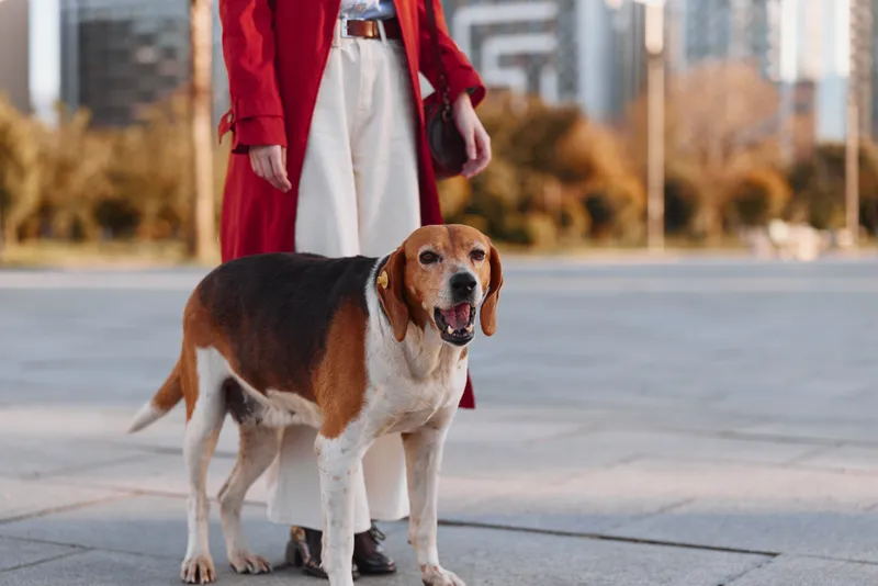 One dog with a cheerful expression stands beside a woman in a red coat and white pants in an urban plaza on a bright day with trees in the background.