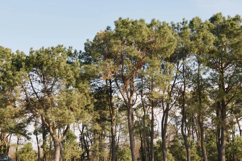 Trees and forest under a clear blue sky, pine canopies, bright sunlight and lush foliage in a peaceful nature landscape ideal for outdoors photography