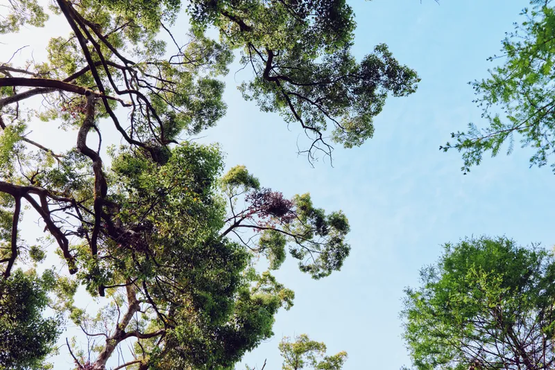 Trees canopy and blue sky with green leaves and twisting branches in a natural forest scene, aerial perspective looking upward at sunlight filtering through foliage.