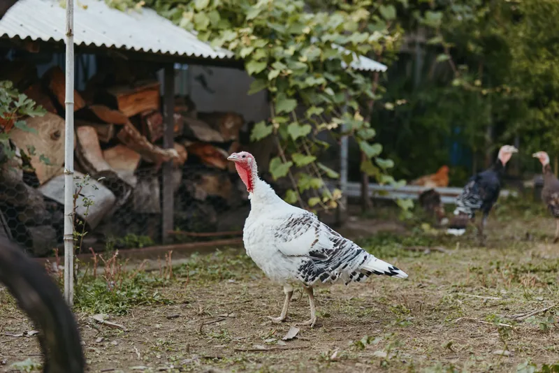 Turkey domestic turkey in a rustic farmyard walking and foraging in a backyard near woodpile and coop. Adult heritage bird alert and curious, natural livestock scene for farming lifestyle.