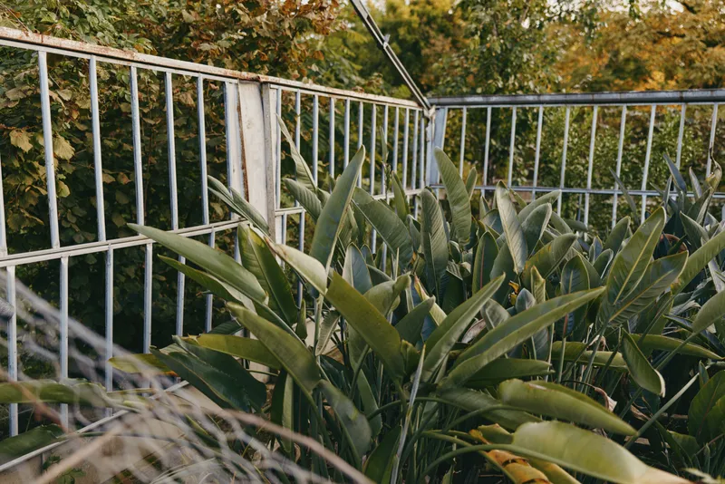 balcony tropical plants metal railing urban garden green leaves morning light: serene urban terrace with broadleaf tropical plants against a weathered metal railing, cozy nook for morning coffee and