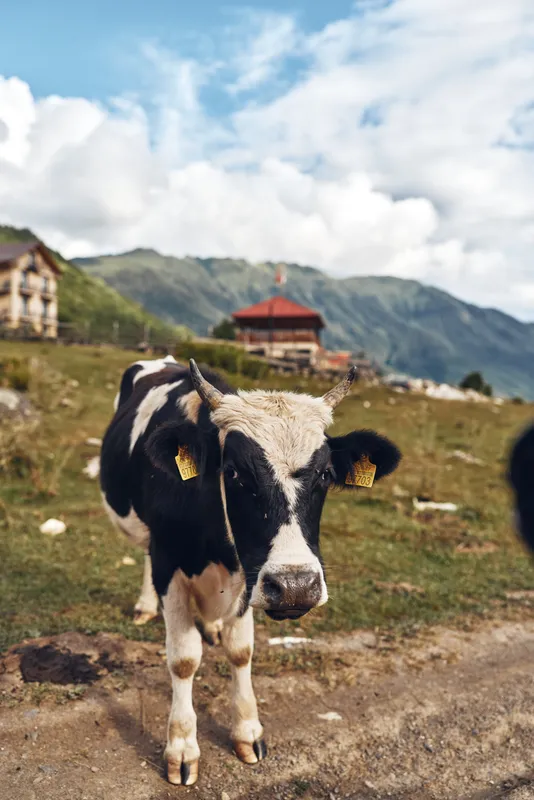 cow calf farm meadow mountain rural livestock pasture countryside grazing barn grass scenery with alpine houses in background closeup animal portrait on dirt path summer