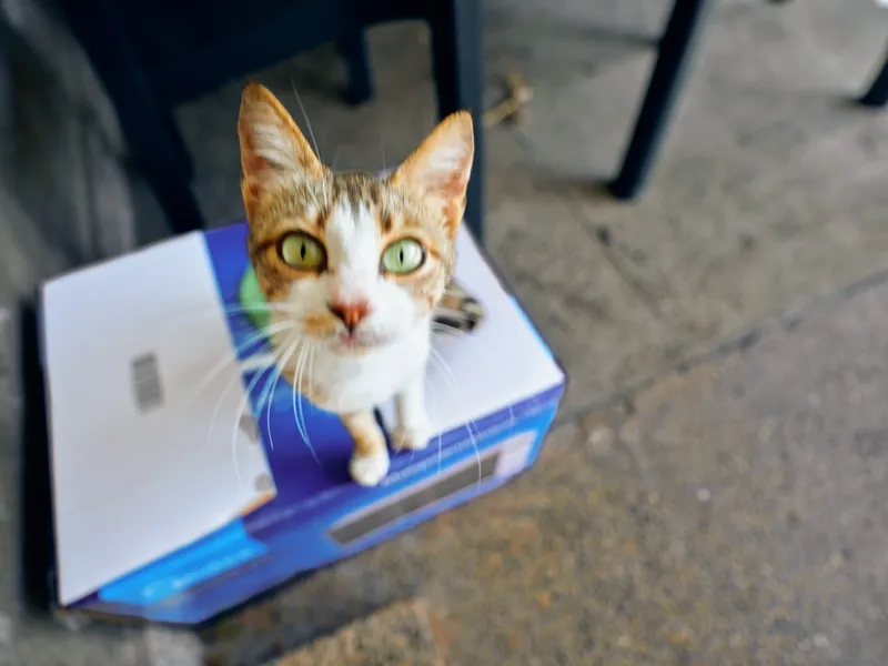 Cat on box, tabby with green eyes looks up with a curious stare, sitting on cardboard packaging on concrete floor by chairs. Pet portrait, closeup and playful expression.