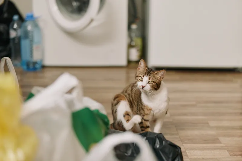 Domestic cat tabby white sitting indoor home lifestyle, calm pet eyes looking at viewer near bag on floor, scattered household supplies in bright room, modern home routine