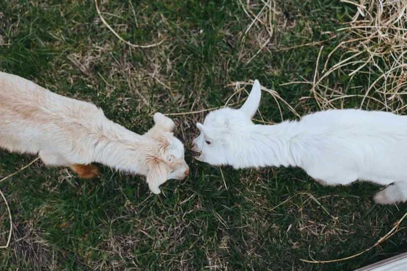 Closeup of a white and brown goat nose to nose on grass, capturing a candid lifestyle moment, playful interaction, and calm farm atmosphere under soft daylight.