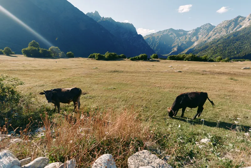 Cows pasture in mountains meadow grazing across a sunlit valley landscape rural scene with two cattle feeding in golden grass, distant rocky peaks and clear blue sky over the field.