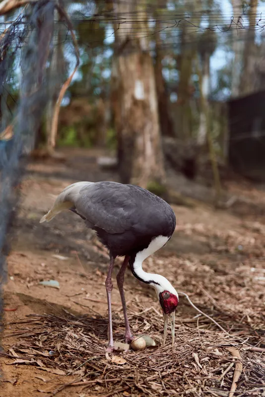 Bird cassowary eggs nest forest wildlife parent on ground tending and inspecting eggs among leaf litter and tree trunks in natural habitat showing avian behavior and care
