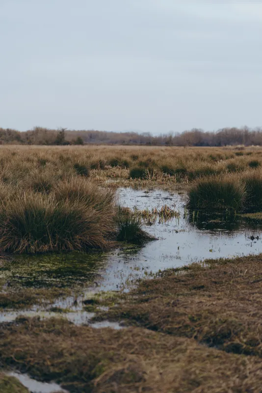 Landscape nature scene, wetland meadow grass, small pond pools, narrow water path through marsh, cloudy sky overhead, outdoors quiet calm atmosphere, natural colors, rustic wide horizon