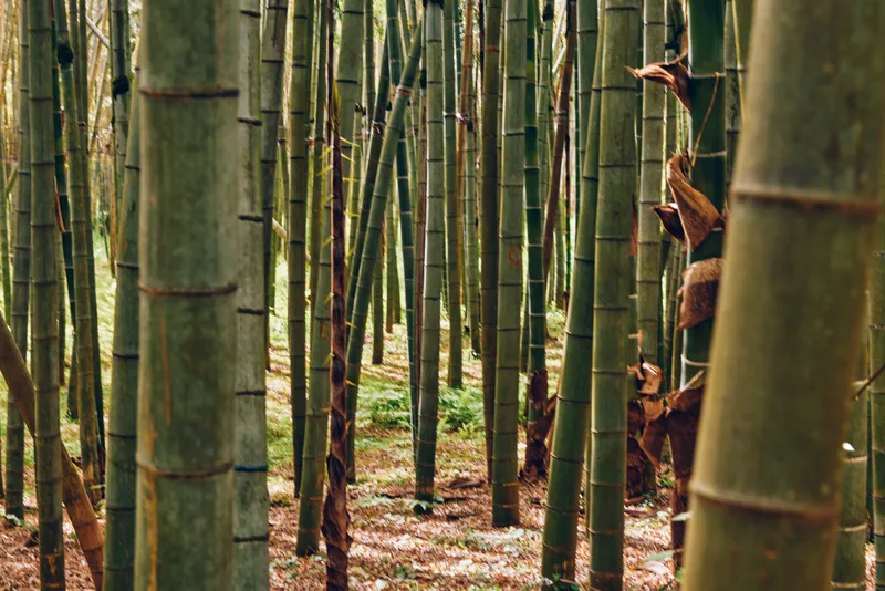 Bamboo forest grove with tall green trunks and vertical stems, dense nature scene with filtered light, leaf litter on ground and tranquil pathways through towering bamboo stalks.