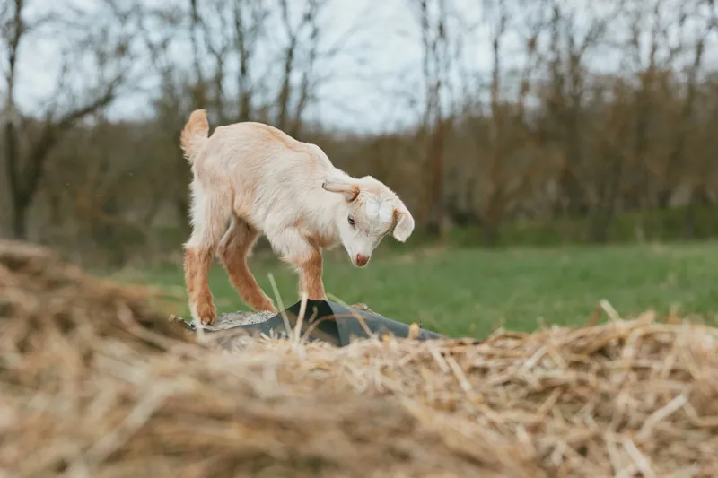 A young white goat kid stands on a pile of hay in a rustic outdoor setting exploring its surroundings with curiosity and playfulness in a natural lifestyle scene.