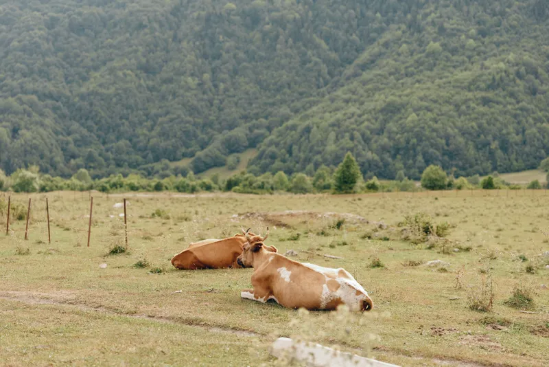 Cows lie calmly in a sunlit pasture with rolling hills in the background, creating a peaceful rural landscape that evokes relaxation and bucolic charm.