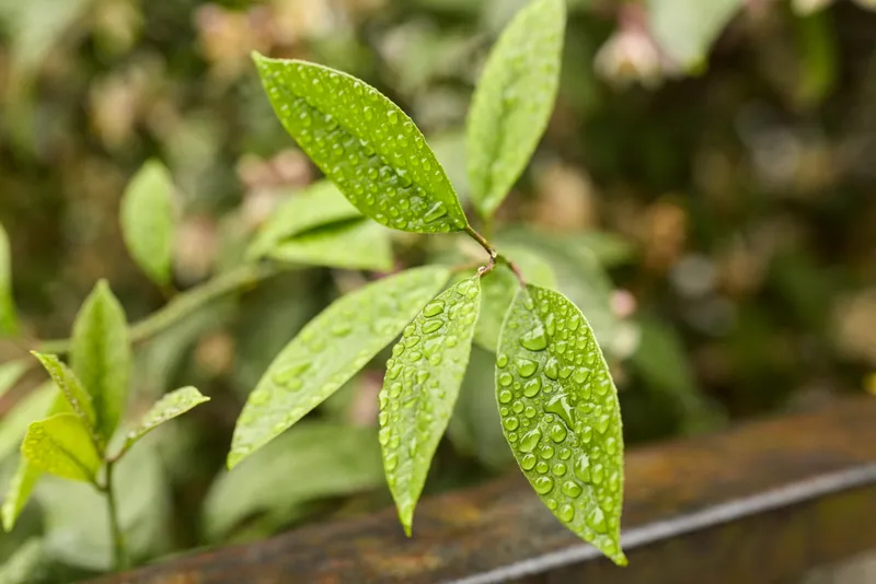 Closeup of glossy green leaves with water droplets on a wooden railing, conveying fresh outdoor foliage, a tranquil rainy mood and a natural lifestyle feel in nature