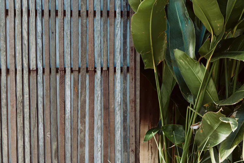 Wood fence plant leaves outdoor nature texture rustic mood, showing a calm garden scene with greenery and natural light on a wooden backdrop.