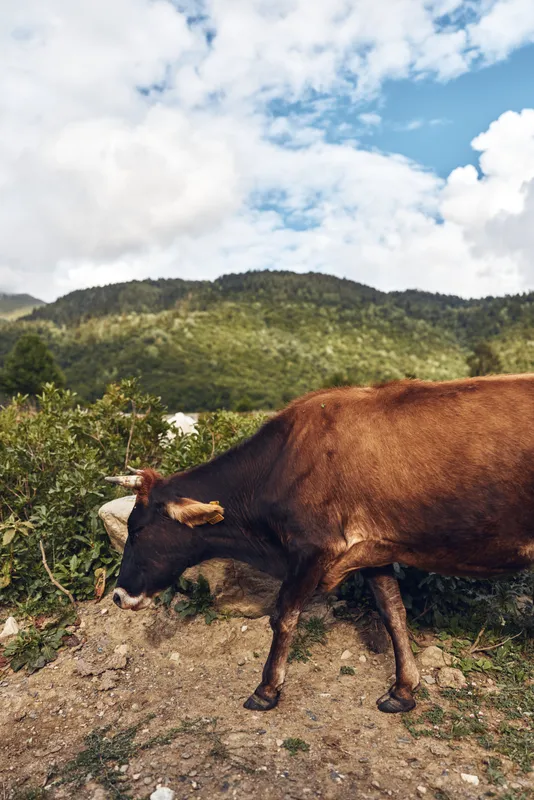 A cow walks along a dirt path in a grassy hillside landscape under a bright blue sky with fluffy clouds capturing rural tranquility