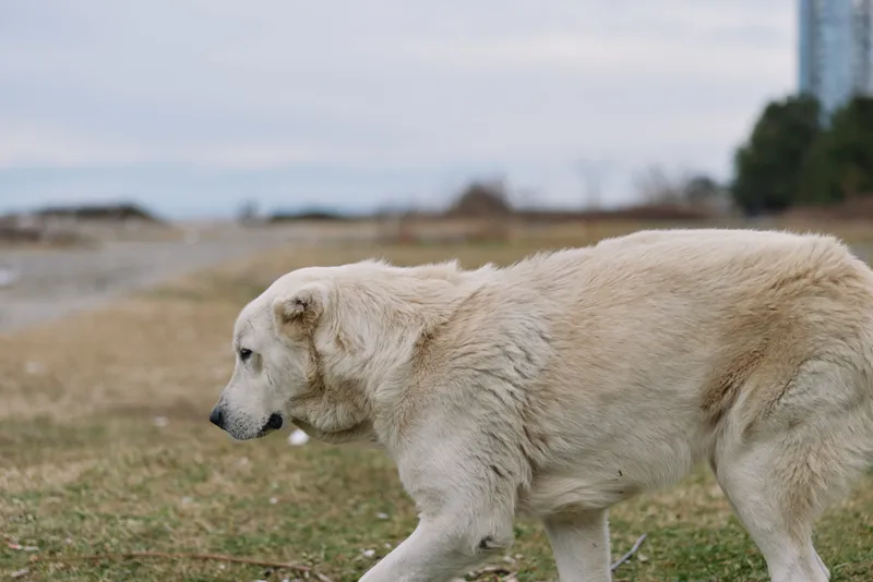 Bear walking across a grassy field under a cloudy sky, white fur and calm posture create a tranquil natural wildlife scene in an open landscape for stock imagery