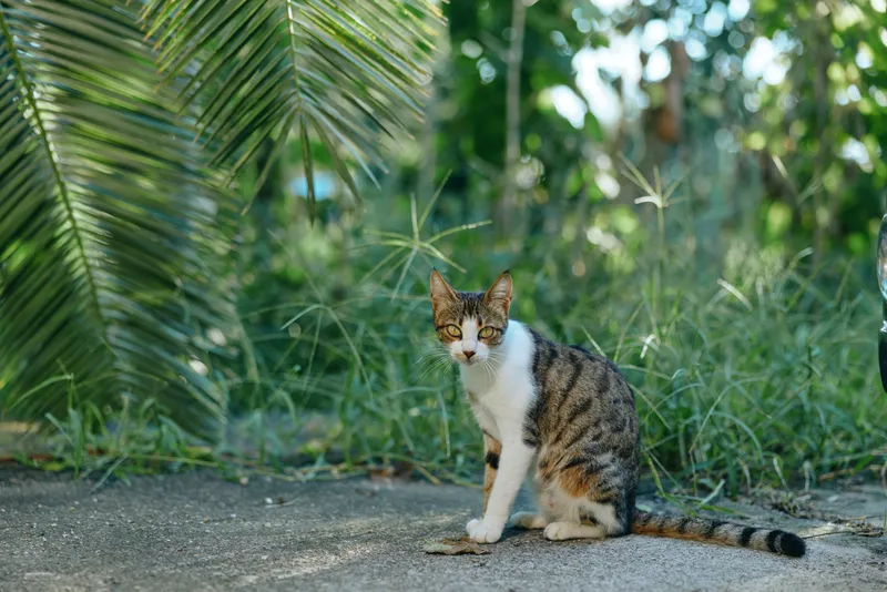A calm domestic cat sits on a paved path beside lush greenery, looking toward the camera with a composed gaze. The scene conveys quiet curiosity and peaceful outdoor charm.