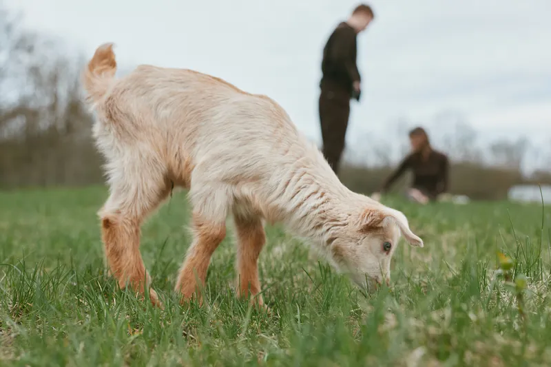A goat kid grazes in a sunlit meadow while distant figures watch, creating a calm rural moment. Lifestyle scene emphasizing farm life, animal companionship, and gentle connection with nature.