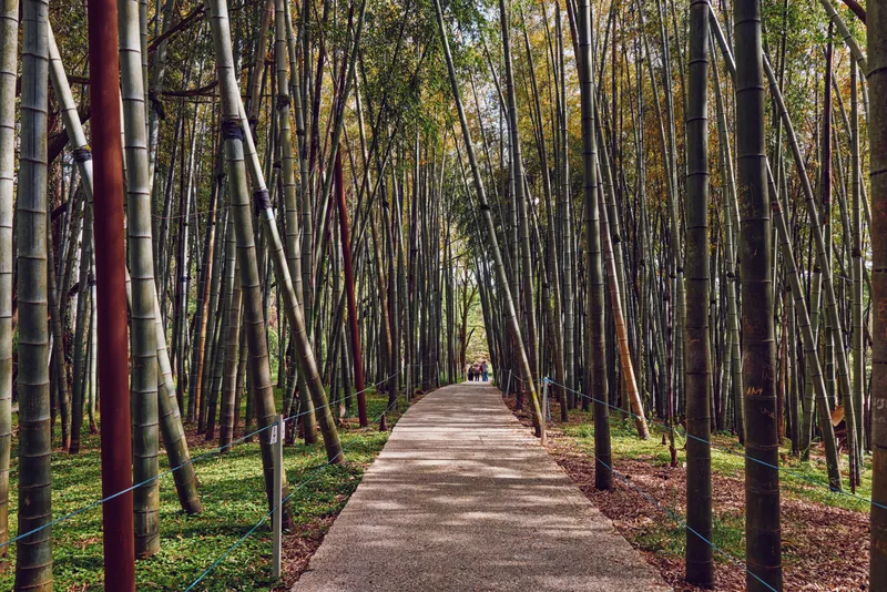 Bamboo path and walkway through a dense forest of tall trees, nature trail in a peaceful grove with dappled sunlight, tranquil outdoor scene for travel, meditation and relaxation.