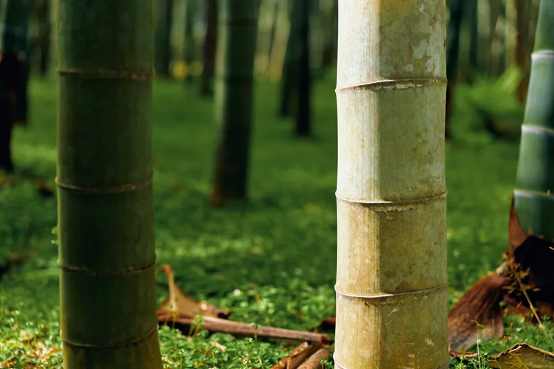 Bamboo forest trunks and green moss ground closeup, nature scene with vertical bamboo stems, textured bark and soft carpet of moss in a serene woodland composition.