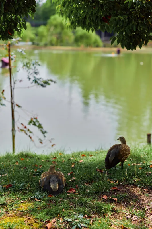 Ducks, pond, lake, park, grass, birds, nature, water - Two ducks resting on the grassy shore of a calm lake in a green park, trees reflected in the water and soft summer light.