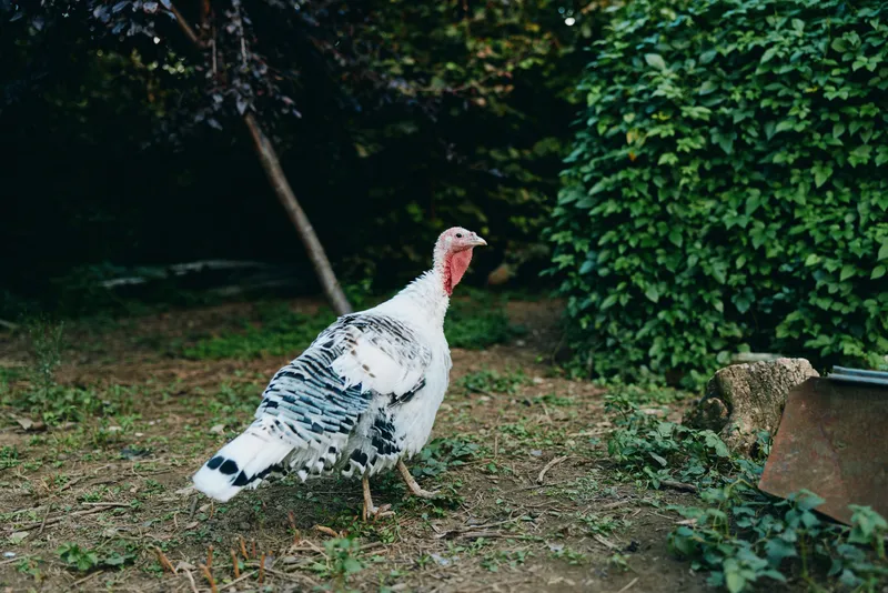 Turkey farm scene with adult white turkey walking in a garden; calm bird and poultry exploring outdoor yard with green foliage, rural atmosphere for agriculture, lifestyle or wildlife use.