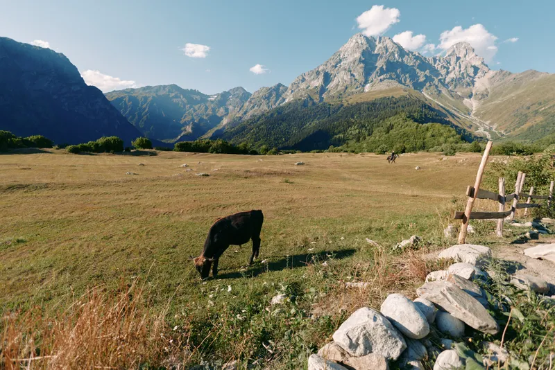 Cow meadow mountain pasture grazing fence in a sunny alpine landscape with rock wall and clear blue sky, peaceful field and livestock feeding on grass in rural countryside valley.
