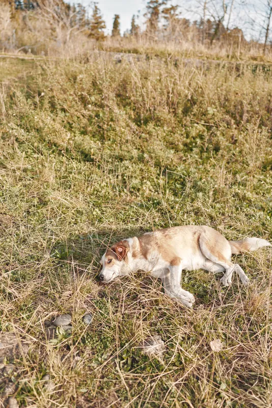 Dog running through tall grass in an open field, outdoors scenery with natural light, playful chase capturing energy and wildlife in a wide countryside landscape during golden hour