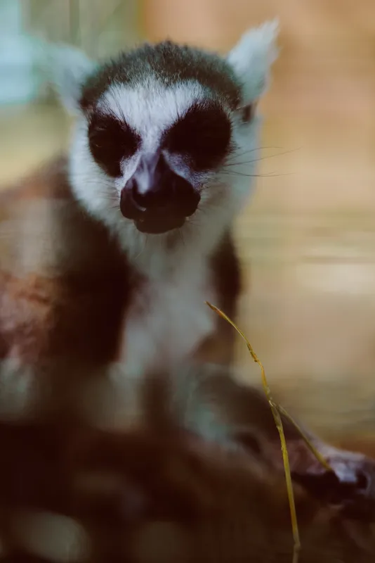 Lemur primate animal portrait closeup baby wildlife mammal with expressive face, large dark eyes and soft fur, striped features and tail visible in a calm captive setting with bokeh background
