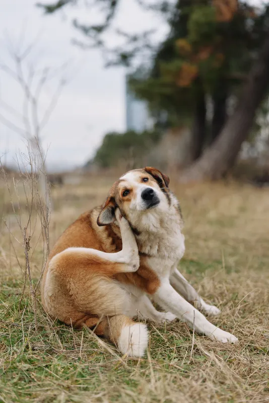 Dog sitting on dry grass in a park, autumn light, calm outdoor portrait with soft background and gentle ambience suitable for pet lifestyle and nature themes
