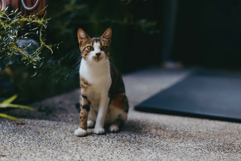 Cat calico sitting portrait outdoor pet on stone porch by doorway and potted plant, domestic feline looking at camera with attentive eyes and warm natural sunlight.