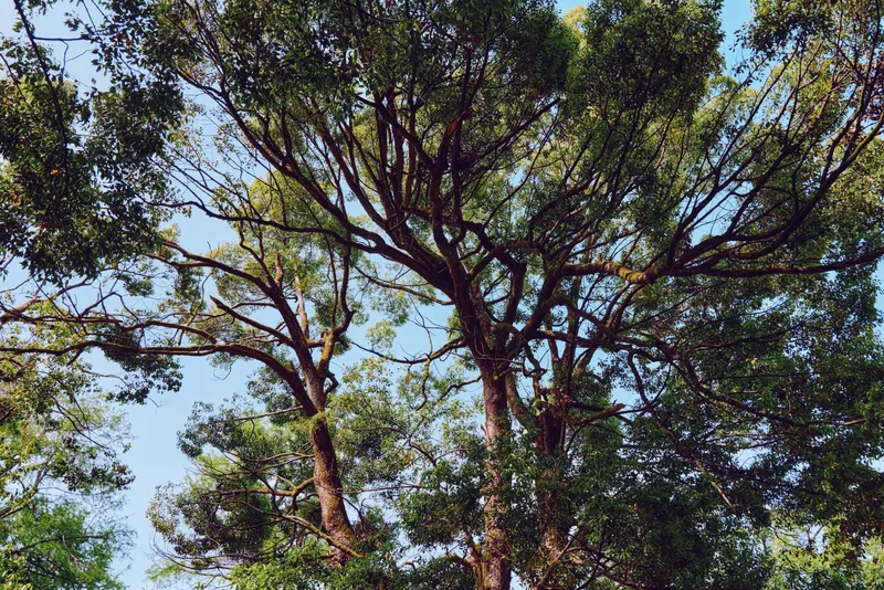Tree canopy with tangled branches and green leaves filling the sky, sunlight filtering through forest foliage, nature scene of tall trunks and serene outdoor landscape.