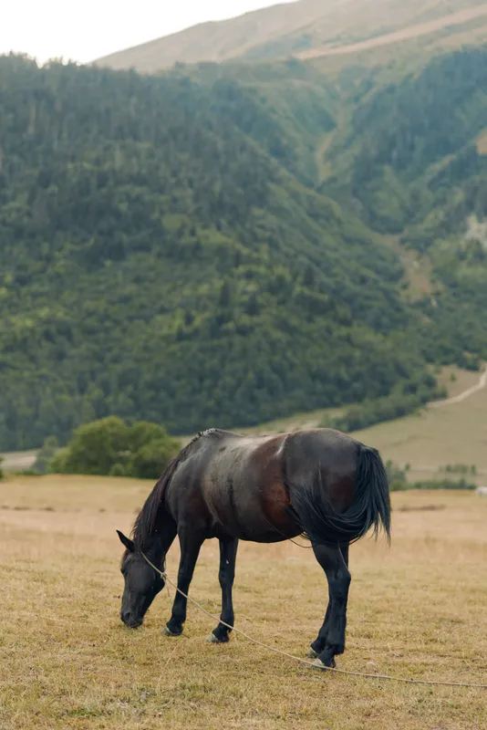 A solitary horse grazes in a broad meadow with rolling hills and forested mountains in the distance, creating a peaceful rural scene full of quiet mood and natural charm.