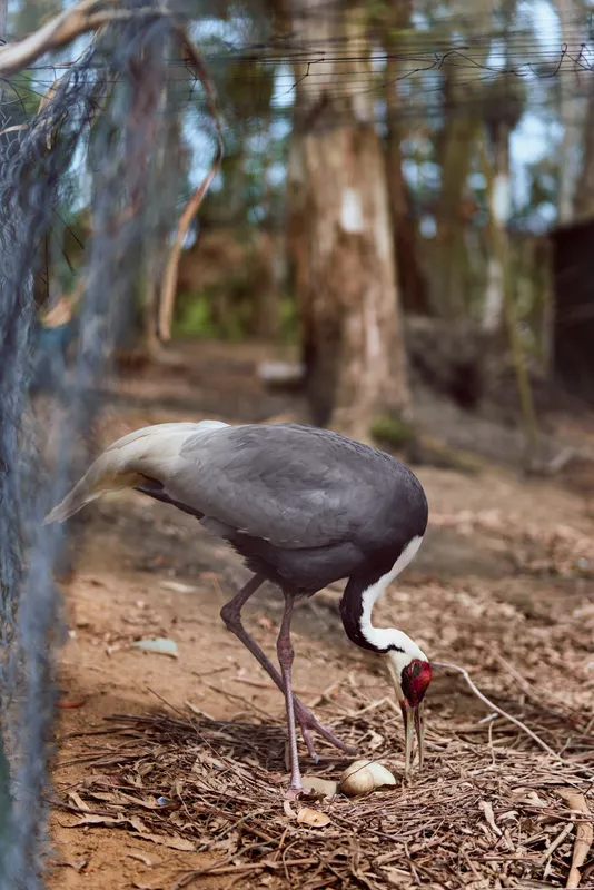 Crane bird egg nest captive zoo on forest ground, adult crane inspecting and incubating egg among leaves and substrate in an enclosure, wildlife care and avian parenting behavior.