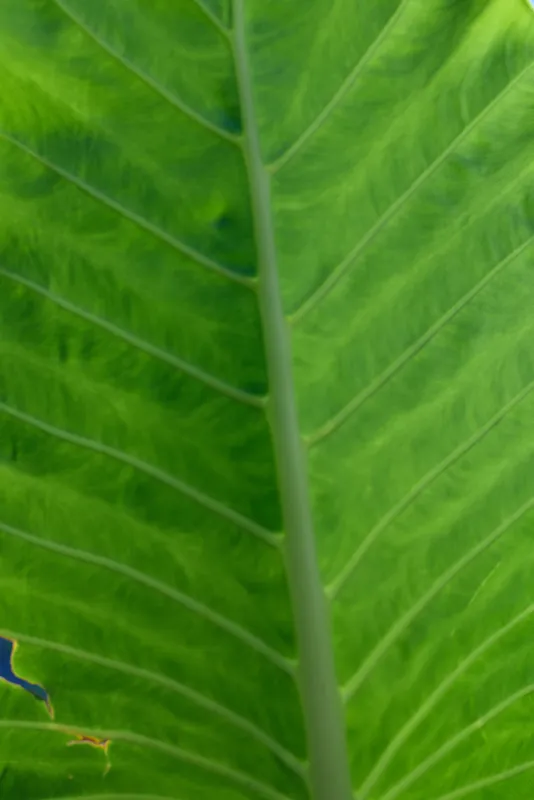 Close up of a large green leaf with visible veins and natural texture, showing fresh healthy plant details and vibrant color in natural light outdoors.