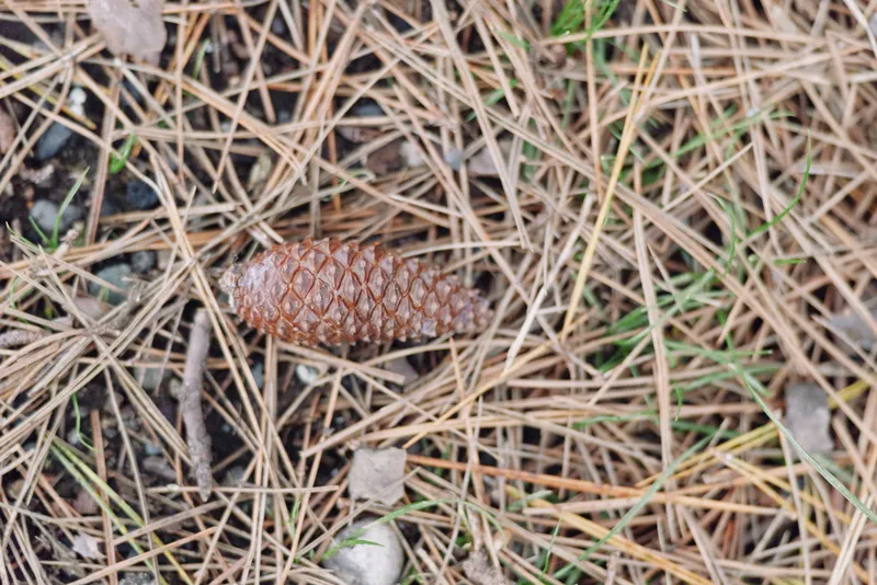 Pine cone resting on a bed of dry pine needles, forest floor detail with earthy tones, small stones and natural texture, close-up view highlighting autumnal natural scenery.