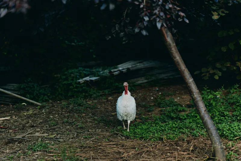 turkey bird farm walking white turkey rural poultry animal: Adult white turkey walking toward camera in shaded backyard near wooden shed, curious posture, grassy farmyard scene for agriculture