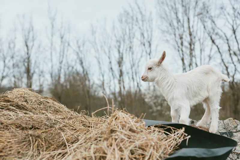 Goat kid stands on a hay pile in a rural yard, looking forward. Natural light, rustic backdrop, and a sense of curiosity. Farm animal lifestyle, simple countryside living, wholesome moment.
