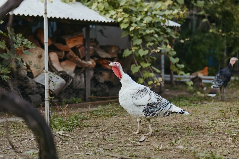 Turkey, farm, white turkey, adult turkey, backyard, poultry. Adult white domesticated turkey walking in a rustic rural yard near a woodpile, alert and foraging in natural farm lifestyle scene.