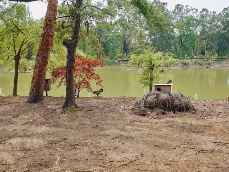 lake trees park ducks shore pond Tranquil lakeside park scene with mixed trees and sandy shore, waterfowl near a rustic nest and bench, calm green water, natural foliage and peaceful atmosphere.