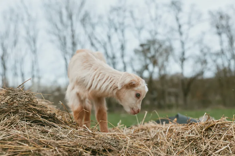 Goat kid explores a sunlit field beside hay piles, capturing a rustic farm lifestyle with curious, playful mood in a green pasture under a cloudy sky and fresh air