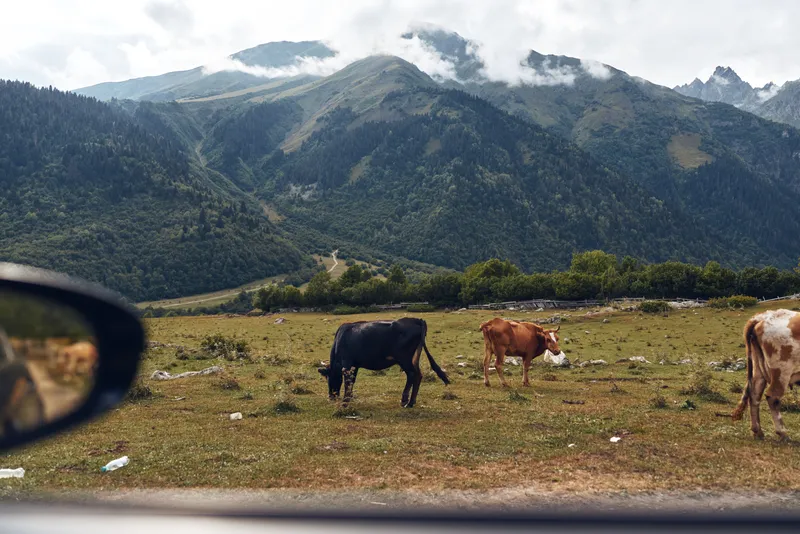 Cows grazing in a vast rural field with distant mountains and cloudy sky captured from a car window showcasing a tranquil countryside landscape